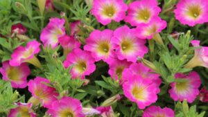 In Case You Missed It: A Look Back at Plant Field Trials