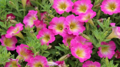 In Case You Missed It: A Look Back at Plant Field Trials