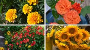 The Best Thanksgiving Flowers for Holiday Celebrations