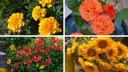 The Best Thanksgiving Flowers for Holiday Celebrations