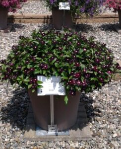 Vinca-‘Nirvana-XDR-Blackberry-