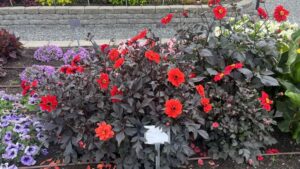 Smith Gardens Celebrates 10 Years of Plant Trials With Some Standout Performers