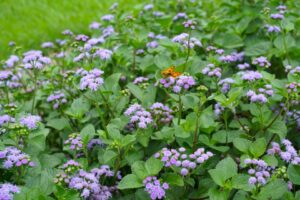 #1: Ageratum 'Monarch Magic' (Ball FloraPlant)