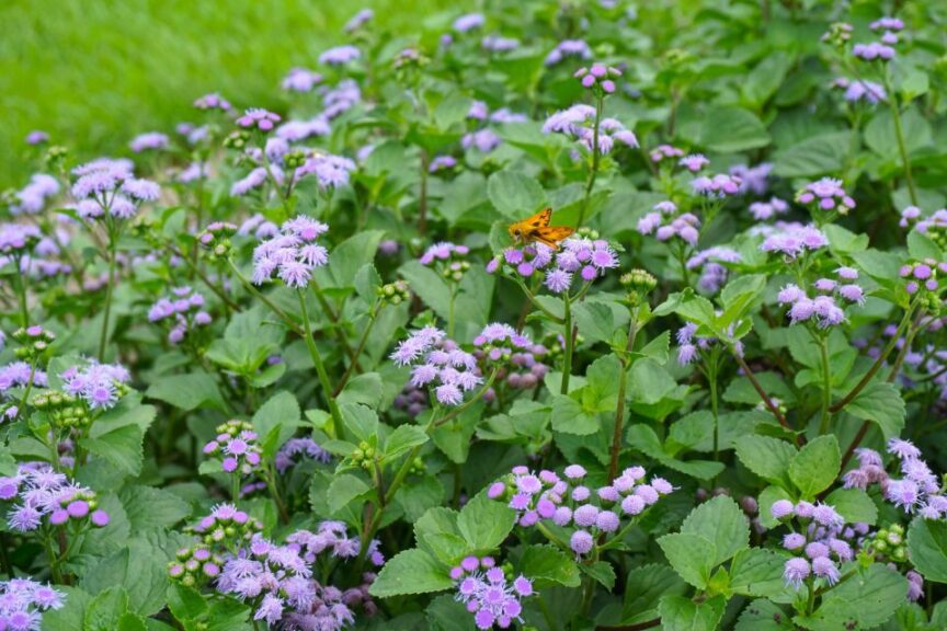 #1: Ageratum 'Monarch Magic' (Ball FloraPlant)