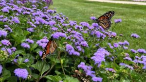 New Conservation Efforts Urged as Monarch Butterfly Faces Threatened Status