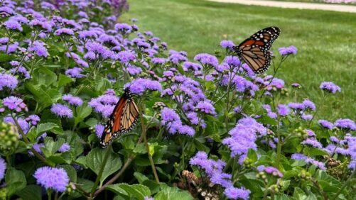 New Conservation Efforts Urged as Monarch Butterfly Faces Threatened Status