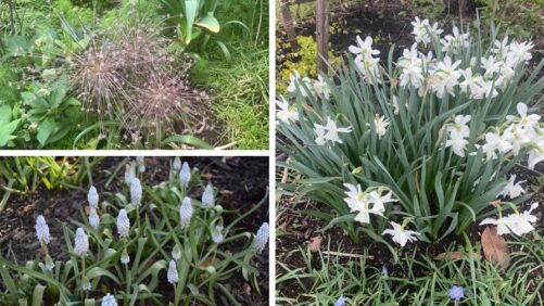 Adding Variety to Grower Portfolios with Lesser-Known Bulbs