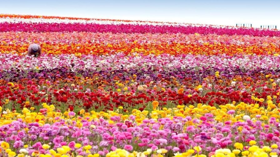 Beautiful colorful flowers in the field, specialty crops of the floriculture sector