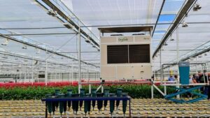 How Greenhouse Growers Are Cutting Heating Costs During Winter