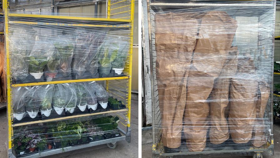 Plants and delivery racks carefully wrapped and ready for shipment from Emma’s Garden Growers