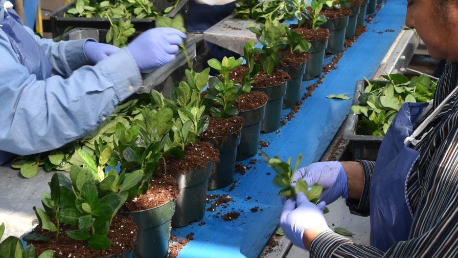 Employees in PPE handling IBA dipped cuttings and inserting them into growing media substrates.