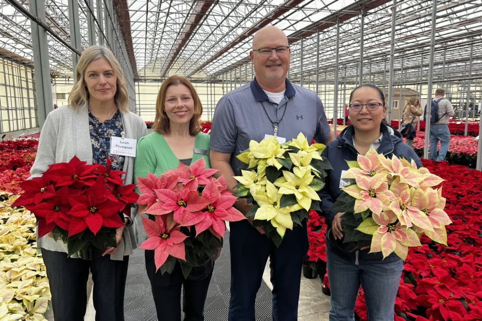 Dümmen Orange Debuts New Poinsettia Varieties at North American Trials