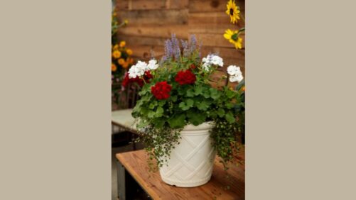 Exploring New Markets and Innovations for Varieties
