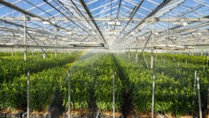Emerging Greenhouse Risk and Insurance Trends for 2025