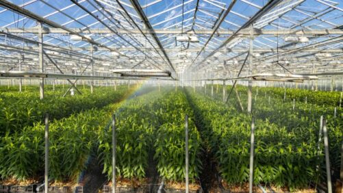 Emerging Greenhouse Risk and Insurance Trends for 2025