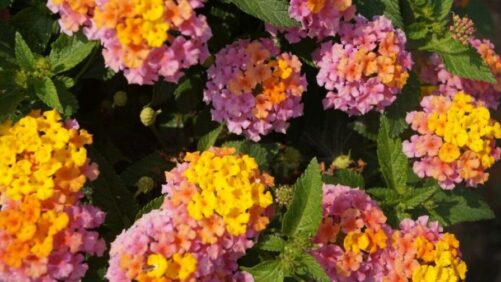 10 Field Trials Favorites That Emerged From Multiple Sites