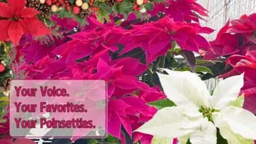 Mitchell’s Nursery Announces the Results of Its 2024 Poinsettia Trials