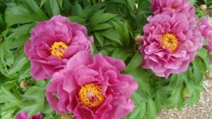 Highlights From Greenhouse Grower’s December 2024 Issue