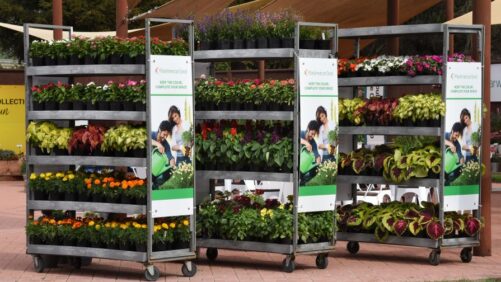 Market Trends and Supply Chain Challenges for New Varieties