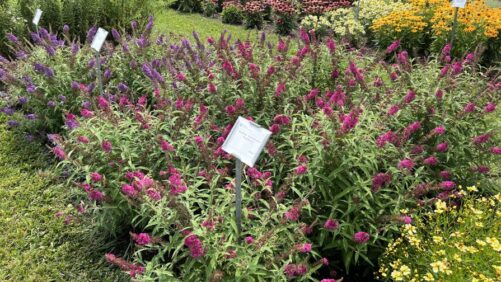 Penn State Flower Trials Recap: Nice Weather and Lessons Learned