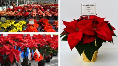 Video of the Week: 2024 Poinsettia Variety Day Highlights