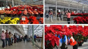 Highlights, Insights, and Results from Plantpeddler’s 2024 Poinsettia Variety Day