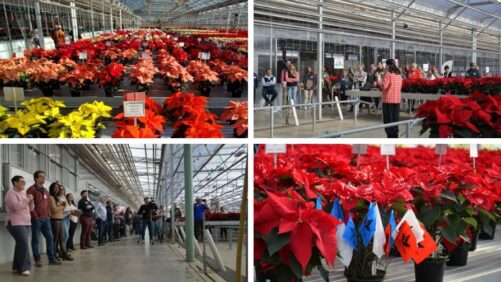 Highlights, Insights, and Results from Plantpeddler’s 2024 Poinsettia Variety Day