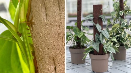 Introducing Climb-itt: The All-Natural Way to Support Houseplants
