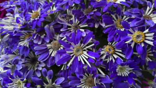Grower Wages and Prices See Slight Rise in 2024