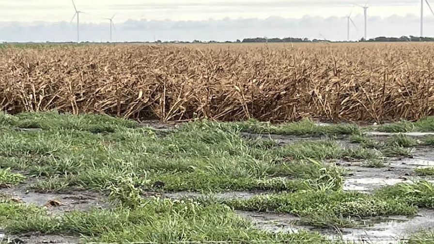 This Texas corn field took a big blow from Beryl. Bob Reed, who farms in Matagorda County, is hopeful that his corn and cotton crops will be salvageable.