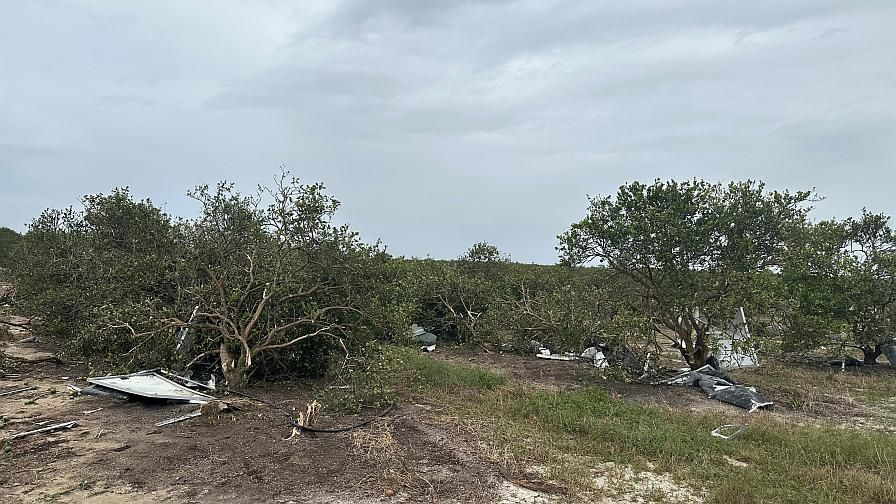 This citrus grove just north of Lake Placid, FL, sustained damage from a tornado spawned during Hurricane Milton’s assault. Trees and fruit not entirely taken out will likely display storm stress symptoms in the coming weeks and months.