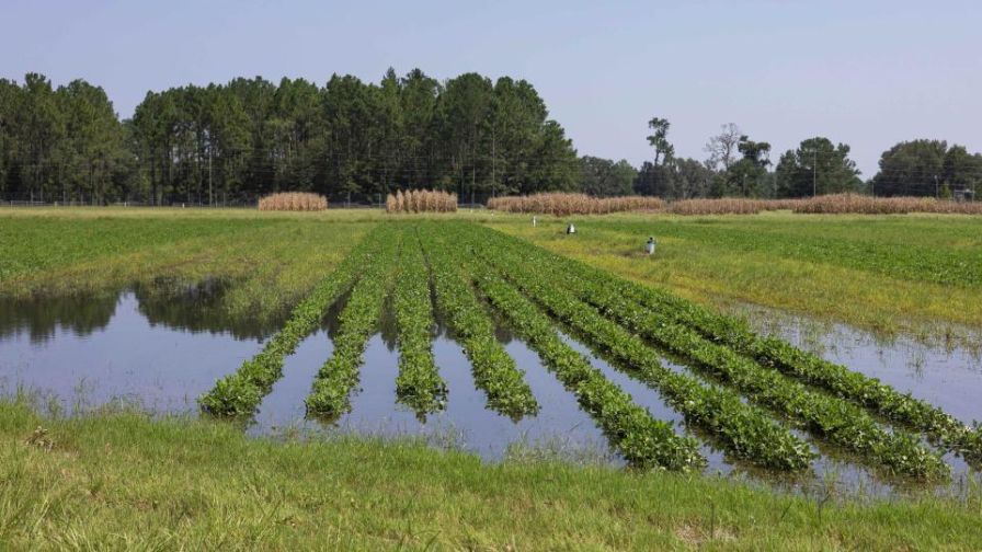 This peanut field at the North Florida Research and Education Center was swamped by Hurricane Debby.