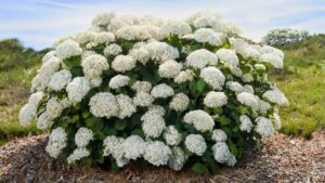A Big Year for New Varieties (Part 1)