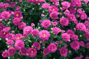 2. White’s Nursery and Greenhouses Shutting Down Its Wholesale Greenhouse Division