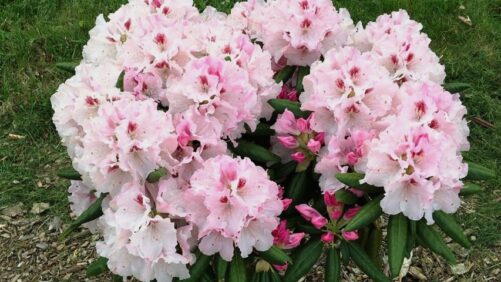 11 Eye-Catching Plants on Display at MANTS 2025