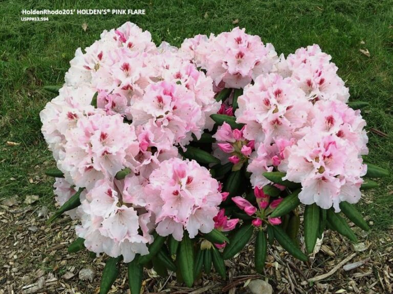 Briggs Nursery Holden's Series Rhododendron
