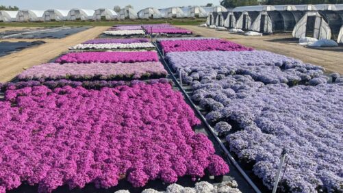 Plant Categories on the Radar for 2025