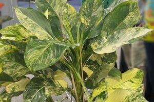 Dieffenbachia 'Big Ben' variegated (Northland Floral)
