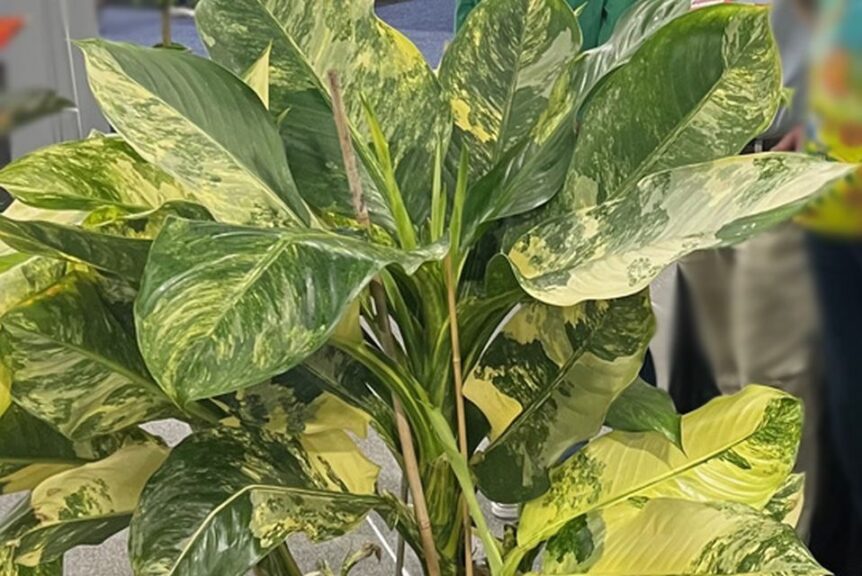 Dieffenbachia 'Big Ben' variegated (Northland Floral)