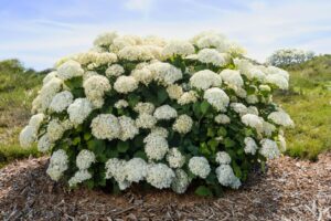 First Editions Shrubs & Trees FlowerFull Smooth Hydrangea
