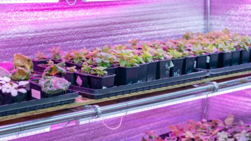 Shaded Plants Capture More Light Than Expected in New Study