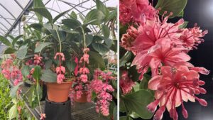 15 Products That Stood Out to Garden Retailers During TPIE 2025