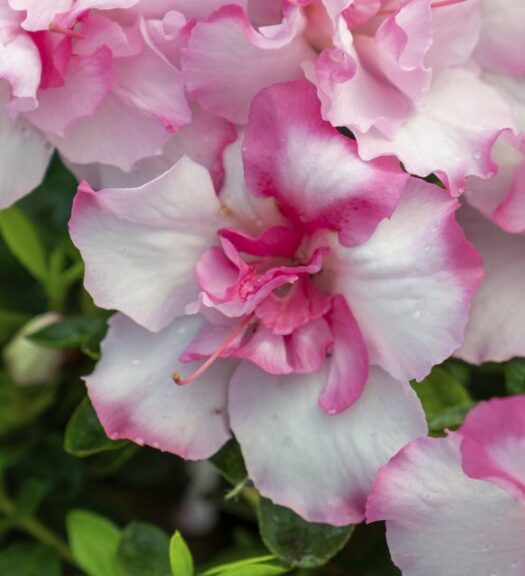 Plant Development Services, Inc. Autumn Kiss Encore Azalea