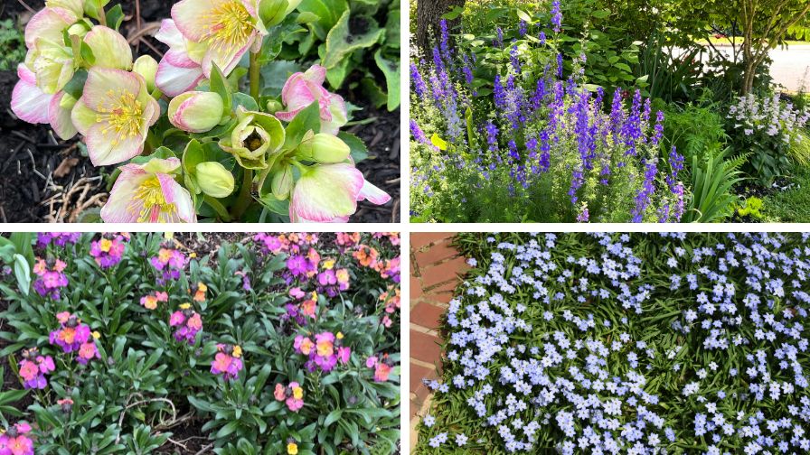 (Clockwise from top left) Helleborus, Larkspur, Ipheion uniflorum, Eryisistable wallflower