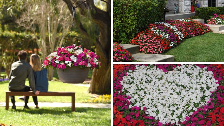 (Clockwise from left) Beacon Impatiens basket, landscaping, and heart
