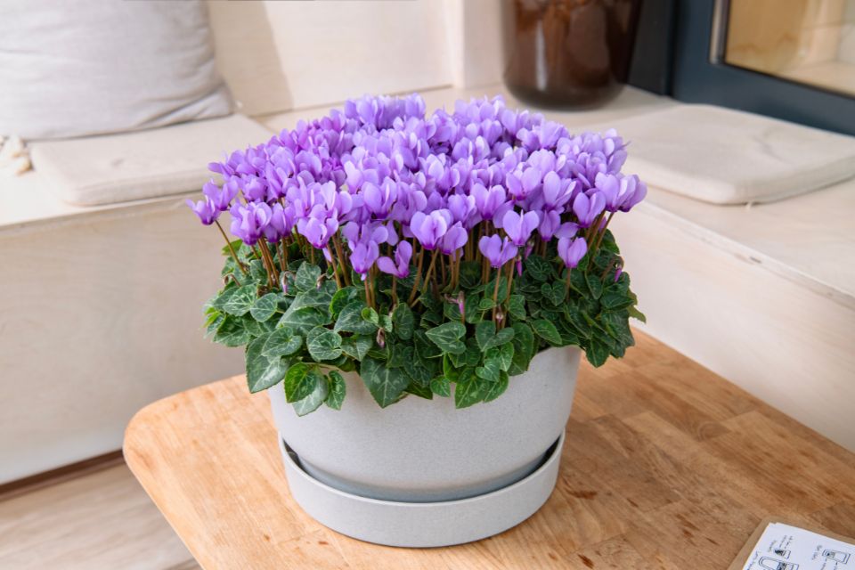 From Schoneveld Breeding ’s Dragon series — the first blue cyclamen in the world.