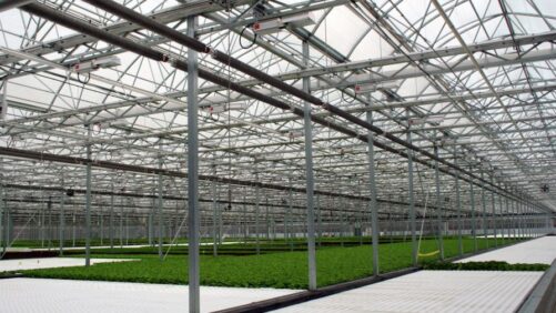 The Hard Truths About Achieving Greenhouse Success