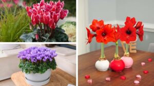 New Trends in Cyclamen and Amaryllis Varieties