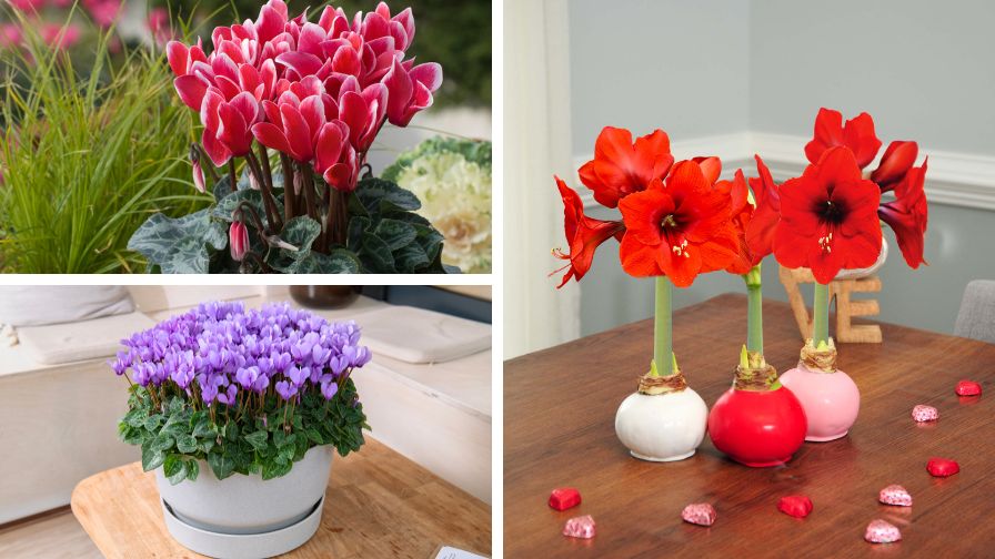 (Clockwise from top left) Cyclamen ‘Tianis’ Fantasia Red, waxed amaryllis bulbs, and the first blue cyclamen in the world from Schoneveld's Dragon series.