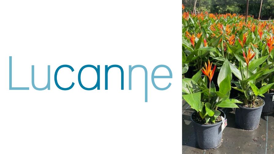 Lucanne B.V. logo (left) and Heliconia plants (right) as part of Dümmen Orange's breeding program.